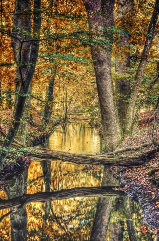 Een herfstwandeling vol fotografische kansen in het Leuvenumse Bos