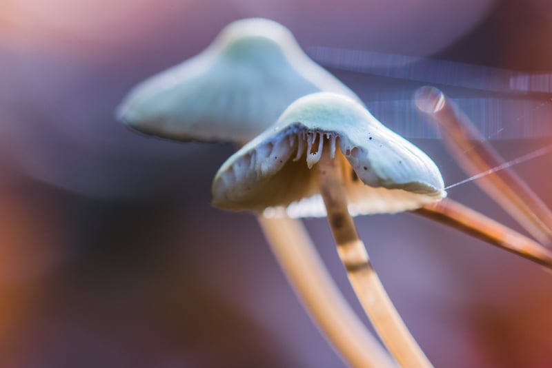 Een herfstwandeling vol fotografische kansen in het Leuvenumse Bos