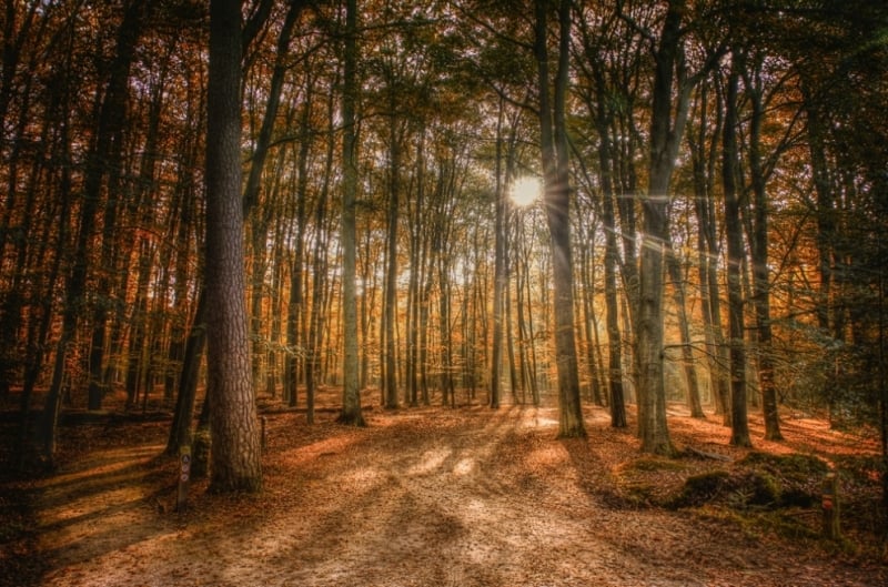 Een herfstwandeling vol fotografische kansen in het Leuvenumse Bos