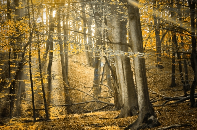 Een herfstwandeling vol fotografische kansen in het Leuvenumse Bos