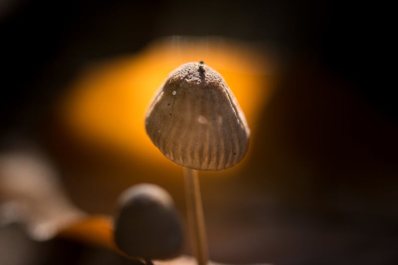 Een herfstwandeling vol fotografische kansen in het Leuvenumse Bos