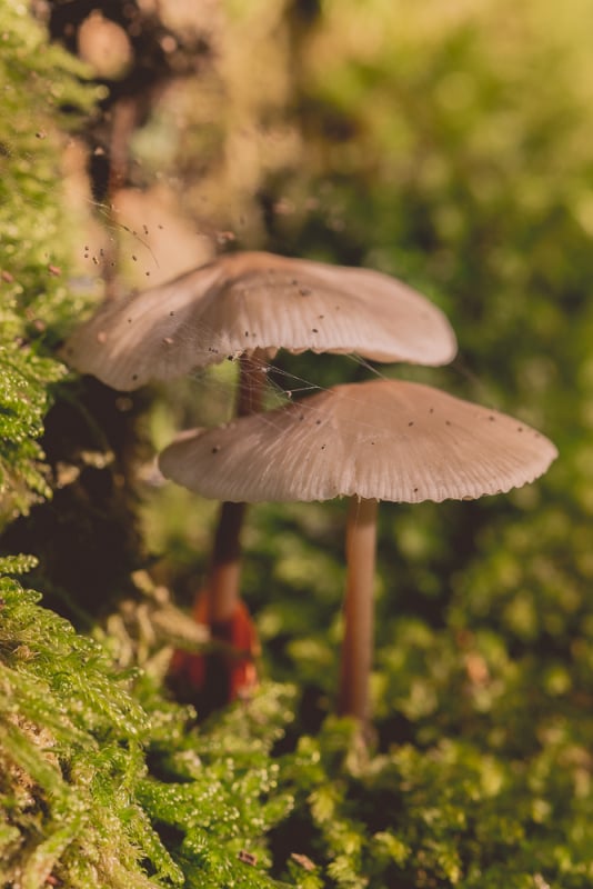 Een herfstwandeling vol fotografische kansen in het Leuvenumse Bos