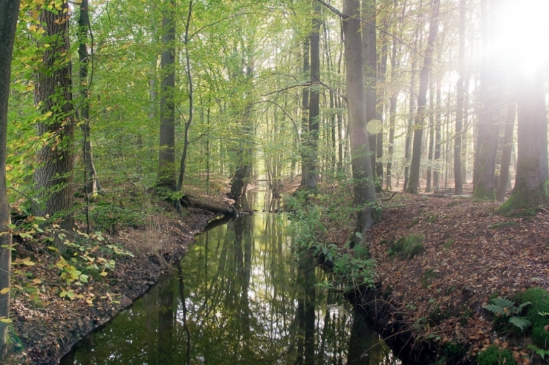 Een herfstwandeling vol fotografische kansen in het Leuvenumse Bos