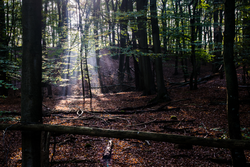 Een herfstwandeling vol fotografische kansen in het Leuvenumse Bos