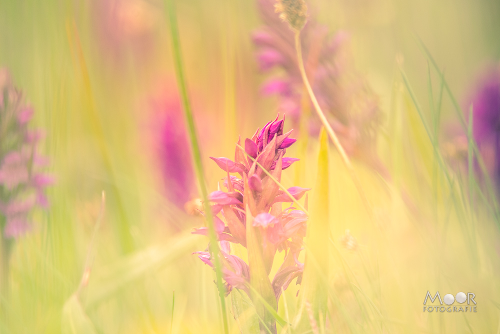 Levendige Kleuren in je Foto