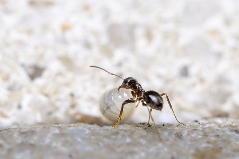 Close-up van een mier op een lichte ondergrond, als voorbeeld van macrofotografie met scherpstelling op een klein onderwerp.