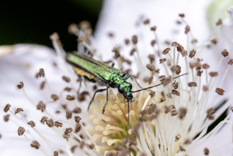 Groen insect op een bloem, als voorbeeld van macrofotografie waarbij scherpstelling, detail en achtergrond een grote rol spelen.