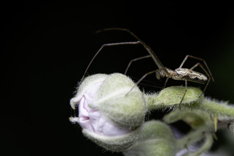 Insect op een bloemknop tegen een donkere achtergrond, als voorbeeld van macrofotografie met weinig scherptediepte en een rustige compositie.
