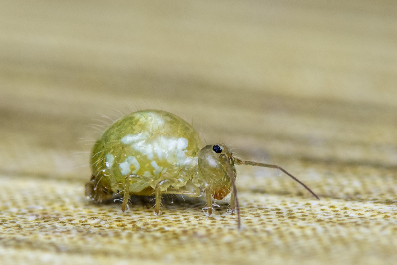 Close-up van een springstaartje op een lichte ondergrond, als voorbeeld van macrofotografie met weinig scherptediepte en veel detail.