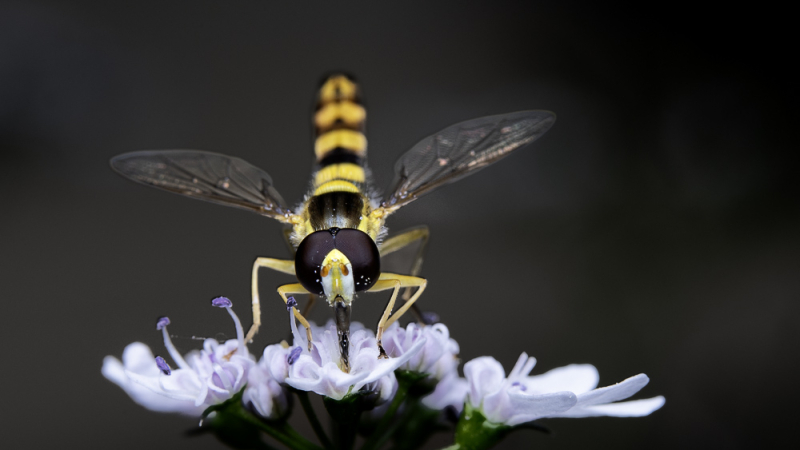 Zweefvlieg op een bloem, als voorbeeld van macrofotografie met scherpstelling op ooghoogte en een rustige achtergrond