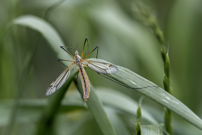 Insect op een groen blad, als voorbeeld van macrofotografie waarbij je dichtbij fotografeert met weinig scherptediepte