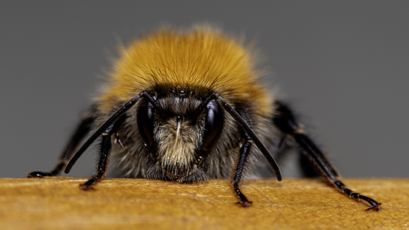 Close-up van een hommel op ooghoogte, als voorbeeld van macrofotografie met veel detail en beperkte scherptediepte