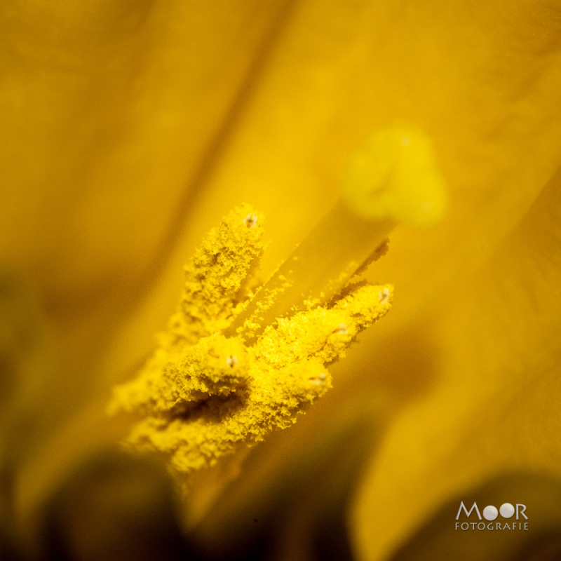 Macro-opname van stuifmeel en meeldraden in een bloem – voorbeeld van werken met een echte macrolens