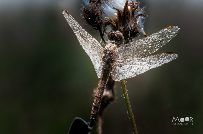 Gedetailleerde macro-opname van een libel op een uitgebloeide bloem, gemaakt met een Sigma 105mm macrolens