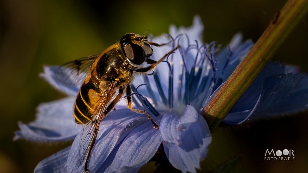 Detailrijke macro-opname van een zweefvlieg op een chicoreibloem, gemaakt met natuurlijk licht en zachte achtergrondonscherpte