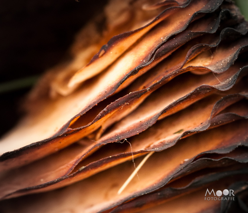 Voorbeeld van abstracte macrofotografie: gedetailleerde textuur van een paddenstoel met macrolens