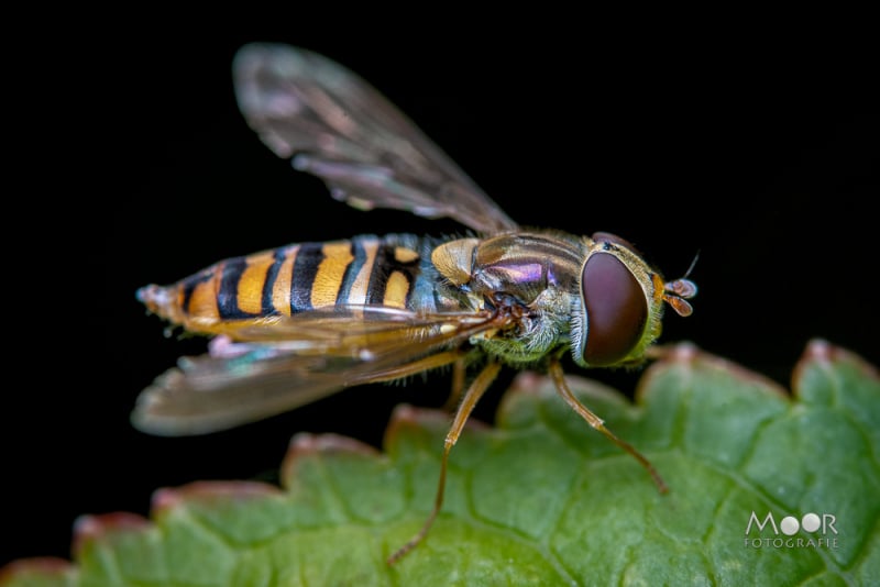 7 tips voor betere insecten macrofotografie