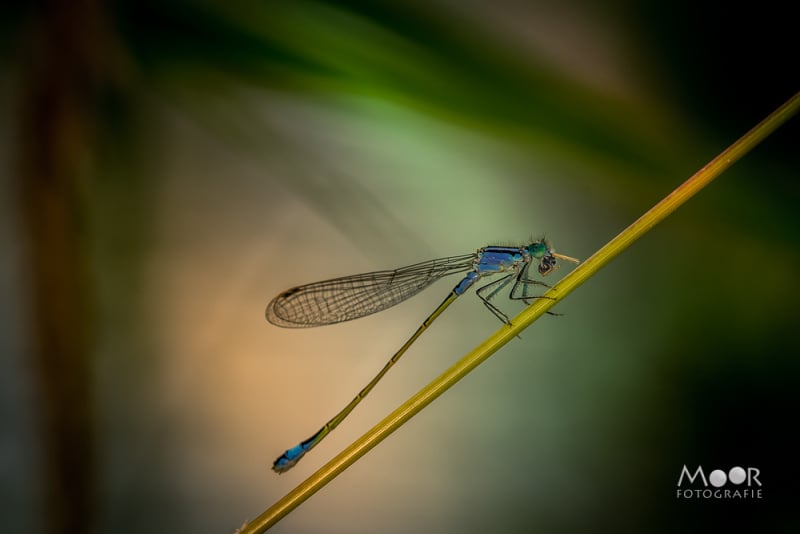 7 tips voor betere insecten macrofotografie