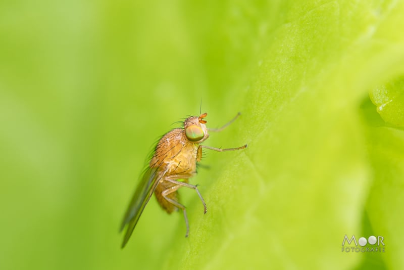 7 tips voor betere insecten macrofotografie