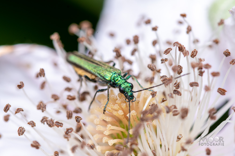 Macrofotografie Tips Insecten Fotograferen