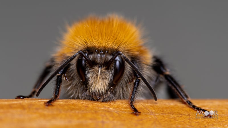 7 tips voor betere insecten macrofotografie