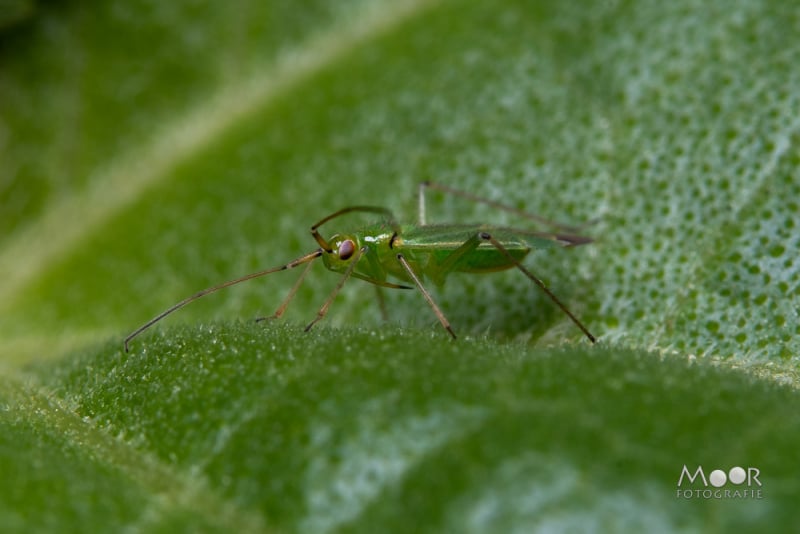 7 tips voor betere insecten macrofotografie