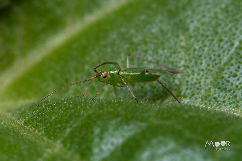 Macrofotografie Tips Insecten Fotograferen