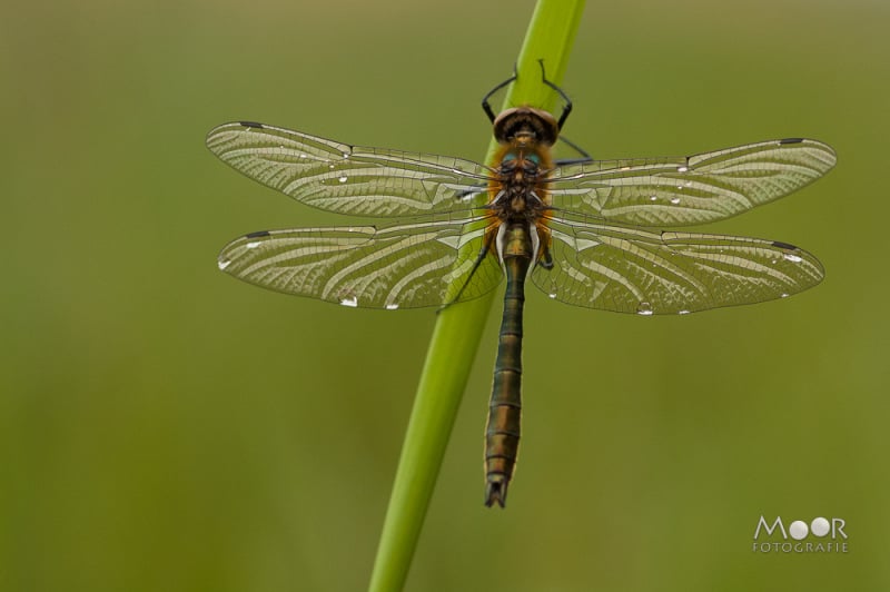 7 tips voor betere insecten macrofotografie