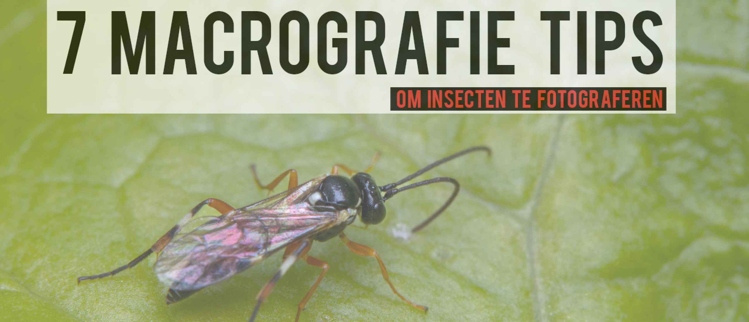 7 tips voor betere insecten macrofotografie