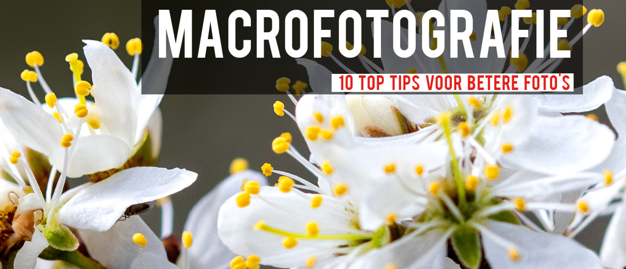 10 top tips voor betere macrofotografie