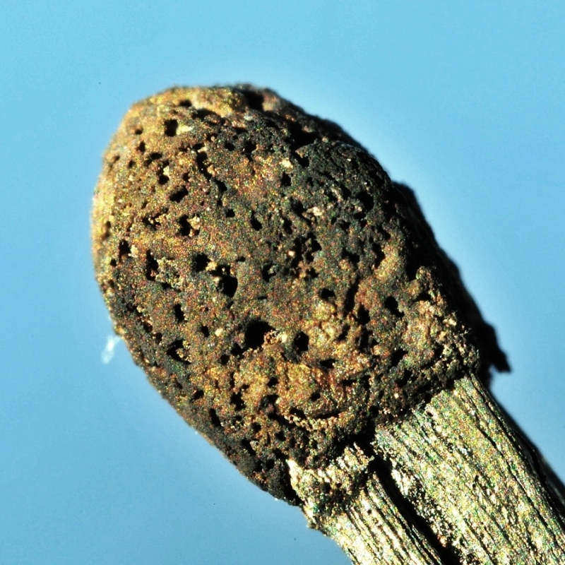 Macrofoto van een luciferkop met tussenringen – sterk vergroot beeld met zichtbare textuur en details. Macrofoto van een luciferkop met tussenringen – sterk vergroot beeld met zichtbare textuur en details.