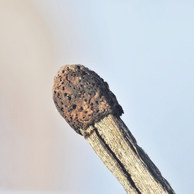 Macrofoto van een luciferkop zonder tussenringen – standaard vergroting met macrolens.