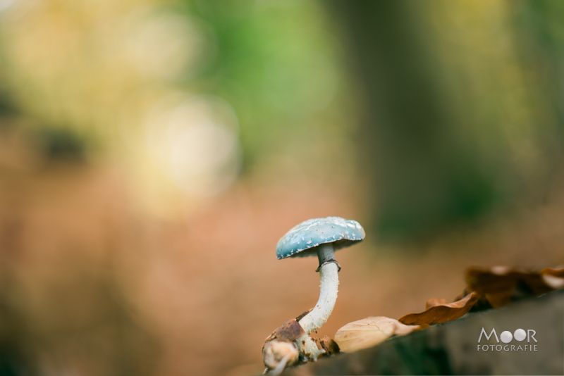 Creatieve fotografie en mentale energie: zo haal je het meeste uit jezelf
