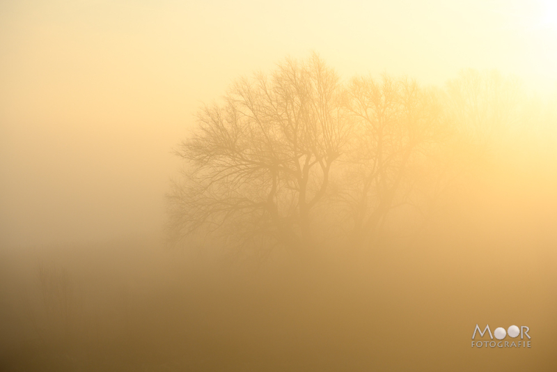 Mist Fotograferen? Zo Maak Je Betoverende Beelden!