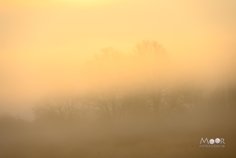 Mist Fotograferen? Zo Maak Je Betoverende Beelden!