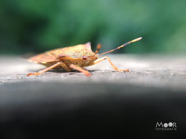 Mooie foto's maak je ook dichtbij!