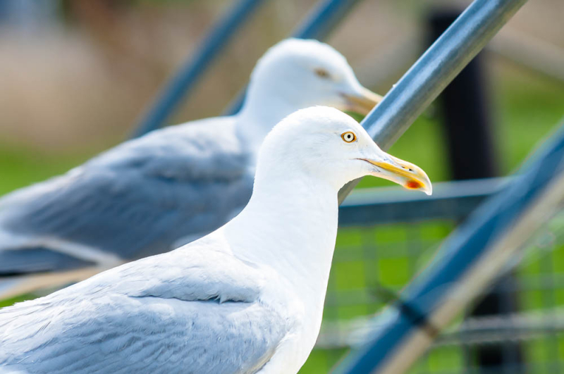 Wat is scherptediepte? Praktijkvoorbeeld en tips voor betere foto's