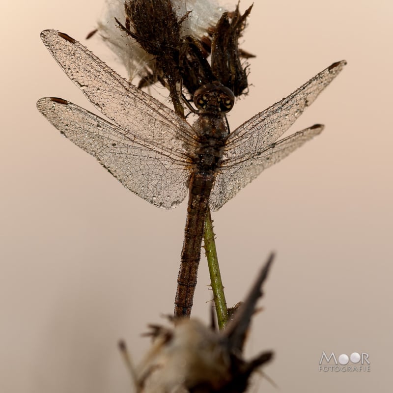 Vlinders, Libellen en Meer: Macrofotografie Ochtend in het Vlinderveld