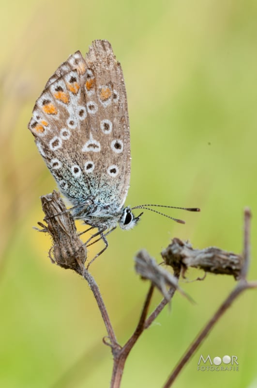 Vlinders, Libellen en Meer: Macrofotografie Ochtend in het Vlinderveld