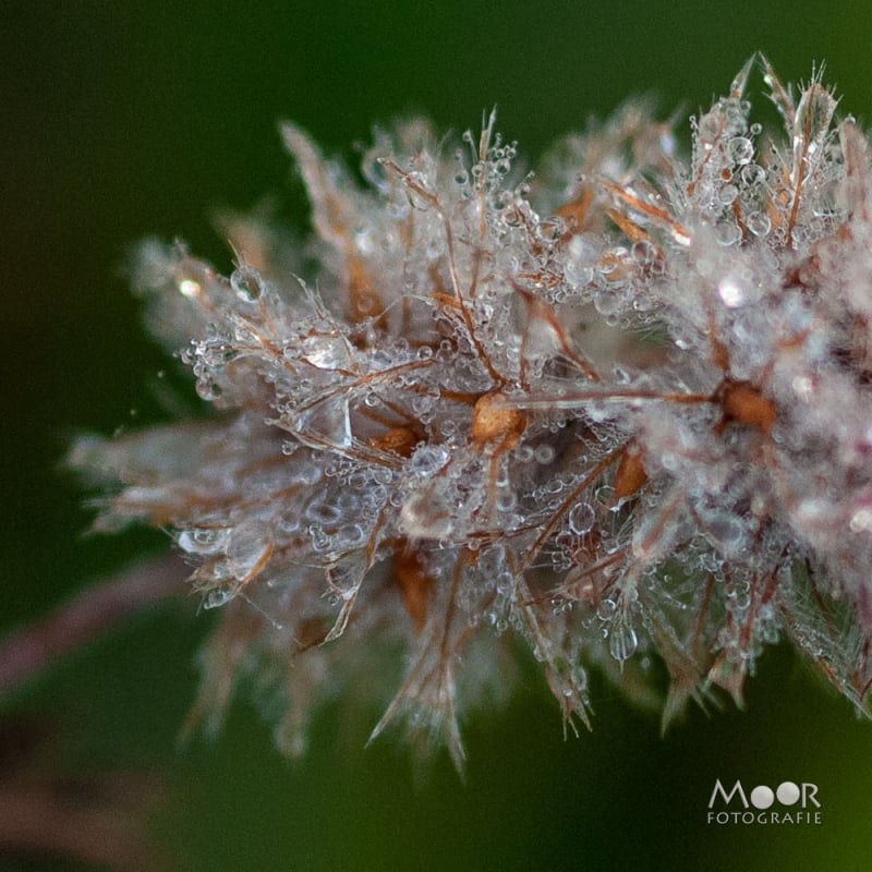 Vlinders, Libellen en Meer: Macrofotografie Ochtend in het Vlinderveld