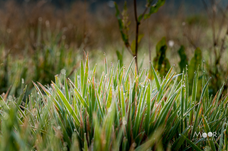 Vlinders, Libellen en Meer: Macrofotografie Ochtend in het Vlinderveld