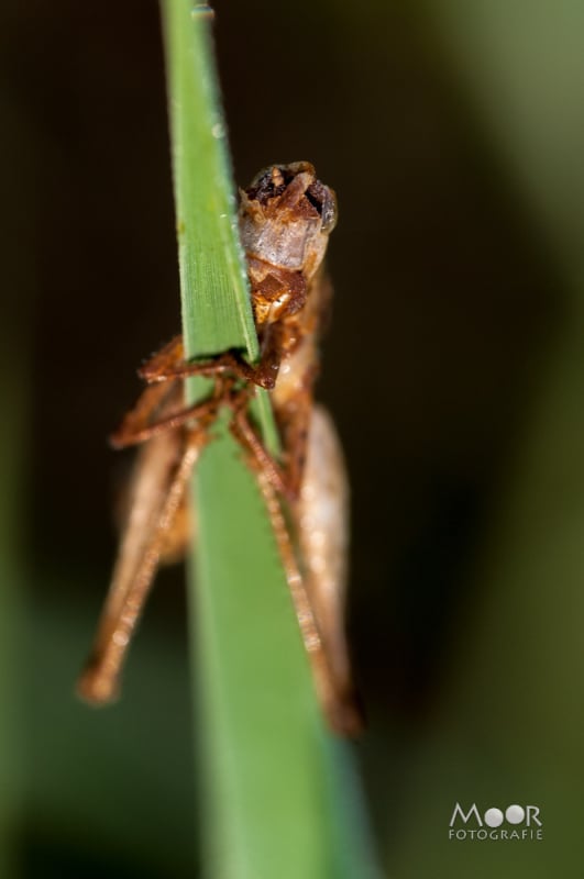 Vlinders, Libellen en Meer: Macrofotografie Ochtend in het Vlinderveld