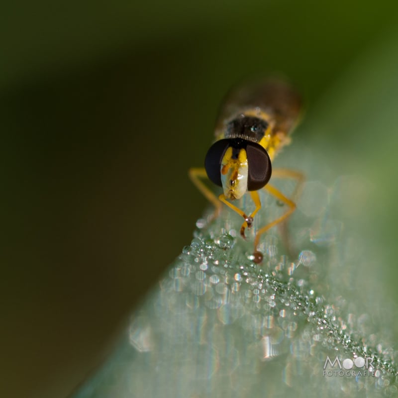 Vlinders, Libellen en Meer: Macrofotografie Ochtend in het Vlinderveld