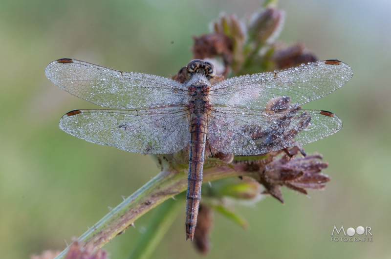 Vlinders, Libellen en Meer: Macrofotografie Ochtend in het Vlinderveld