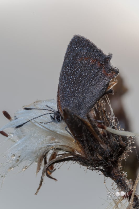 Vlinders, Libellen en Meer: Macrofotografie Ochtend in het Vlinderveld