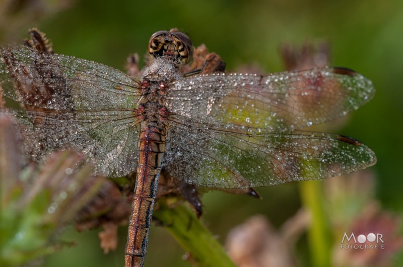 Vlinders, Libellen en Meer: Macrofotografie Ochtend in het Vlinderveld