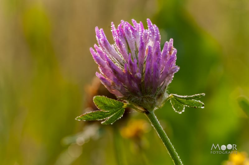 Vlinders, Libellen en Meer: Macrofotografie Ochtend in het Vlinderveld