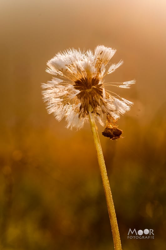 Vlinders, Libellen en Meer: Macrofotografie Ochtend in het Vlinderveld