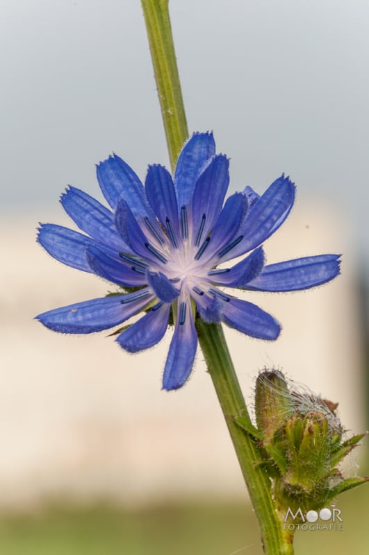 Vlinders, Libellen en Meer: Macrofotografie Ochtend in het Vlinderveld