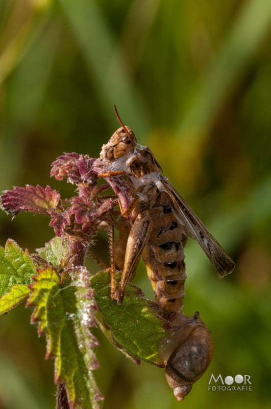 Vlinders, Libellen en Meer: Macrofotografie Ochtend in het Vlinderveld